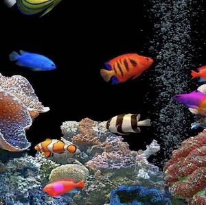 Meet your Posher, Maria